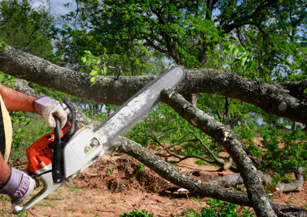 Best Commercial Tree Services  in North Utica, IL